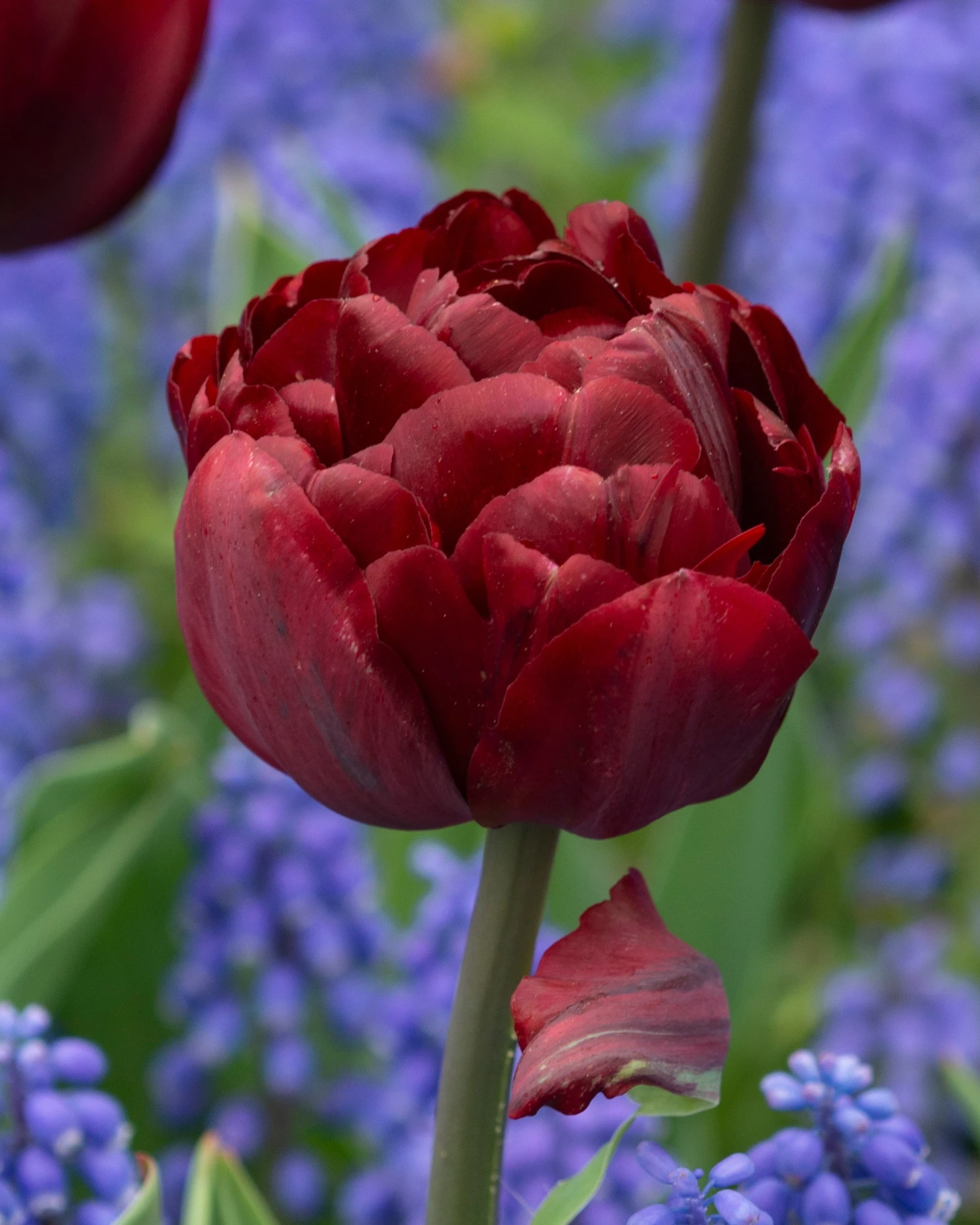 Tulip 'Uncle Tom' - Image 11