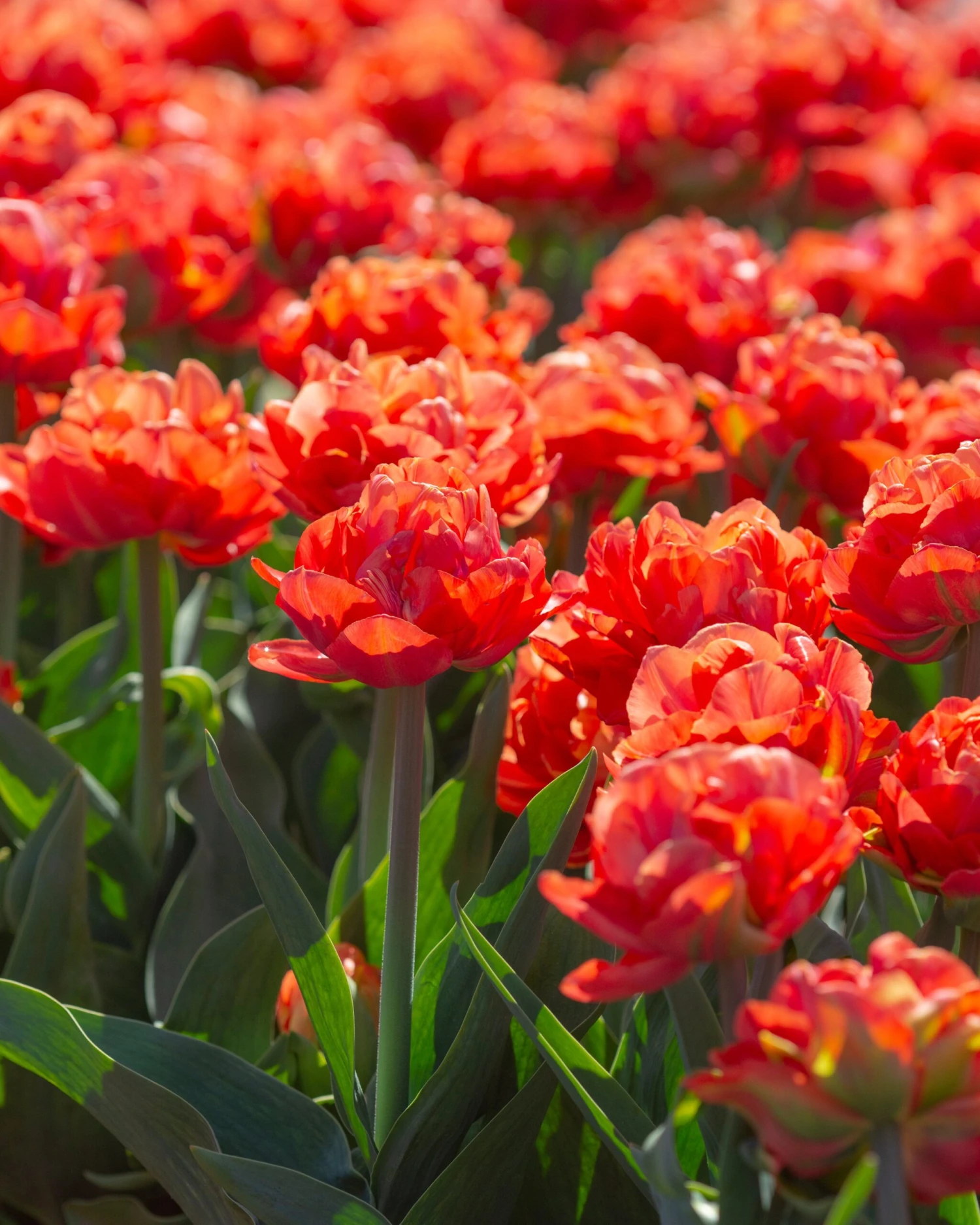 Tulip 'Valdivia' - Image 8