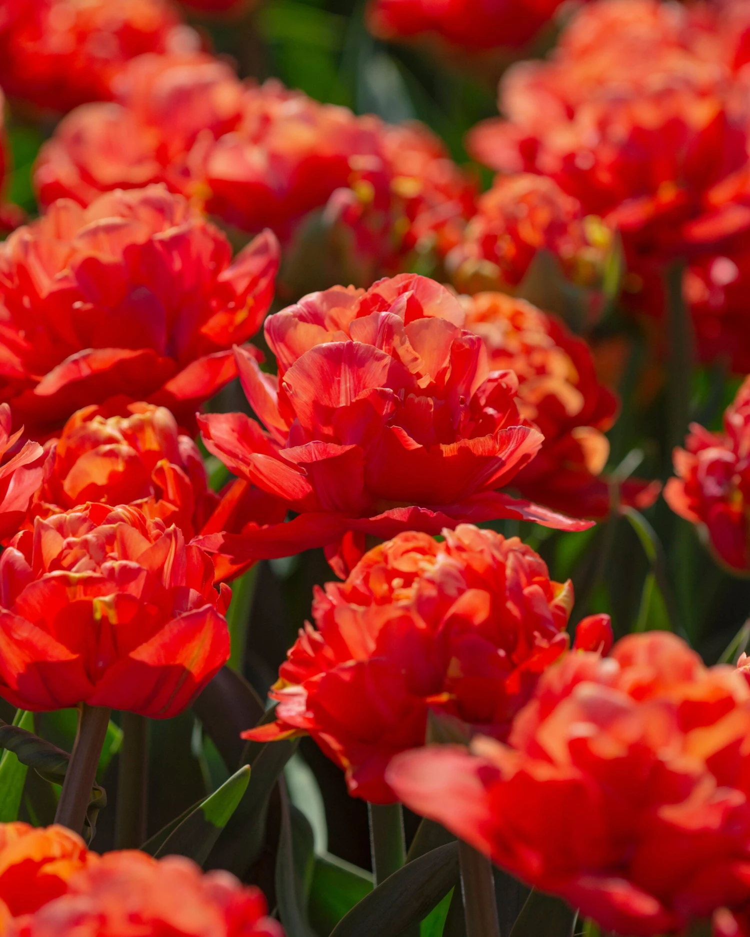 Tulip 'Valdivia' - Image 10