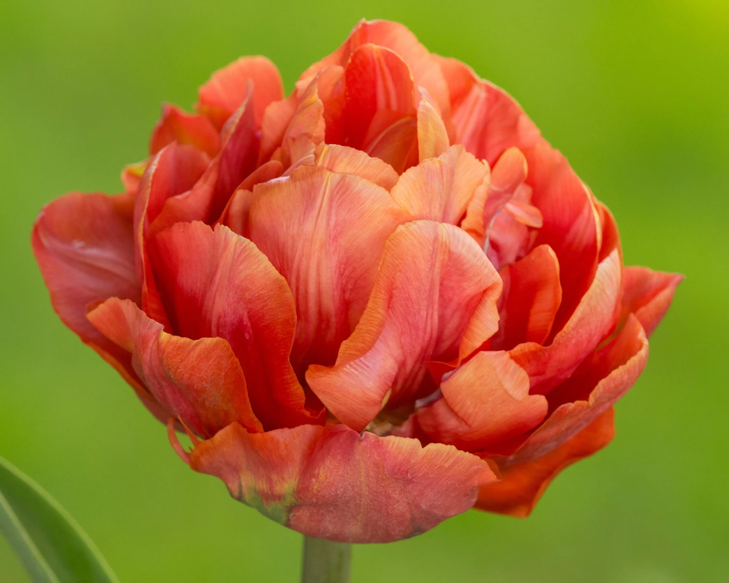 Tulip 'Valdivia' - Image 11