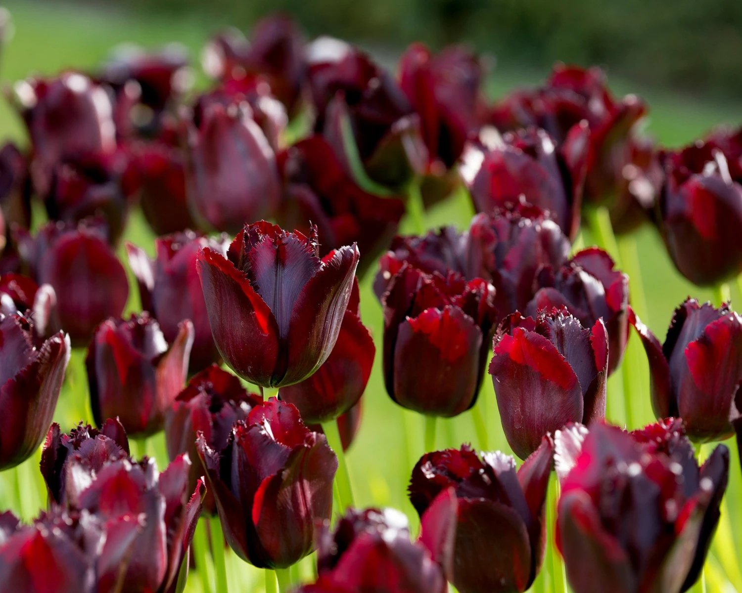 Tulip 'Vincent Van Gogh' - Image 2