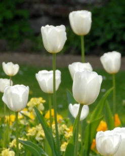 Tulip 'White Dream'