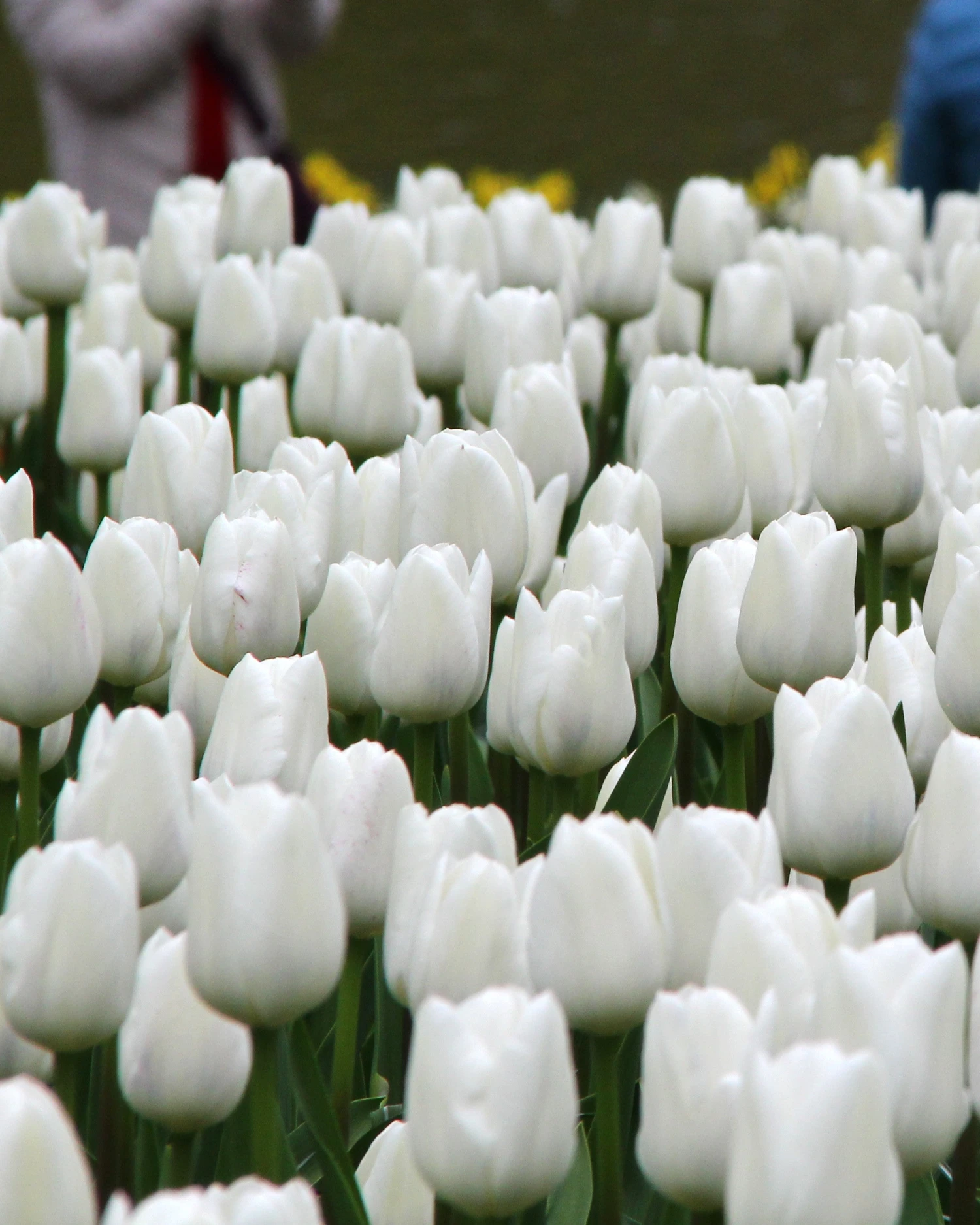 Tulip 'White Dream' - Image 2