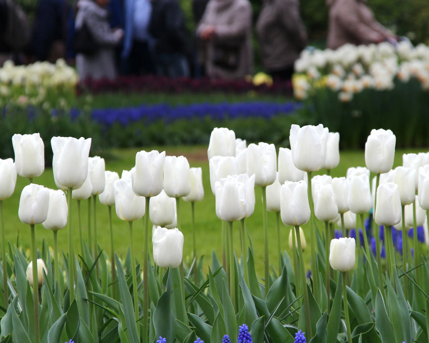 Tulip 'White Dream' - Image 7