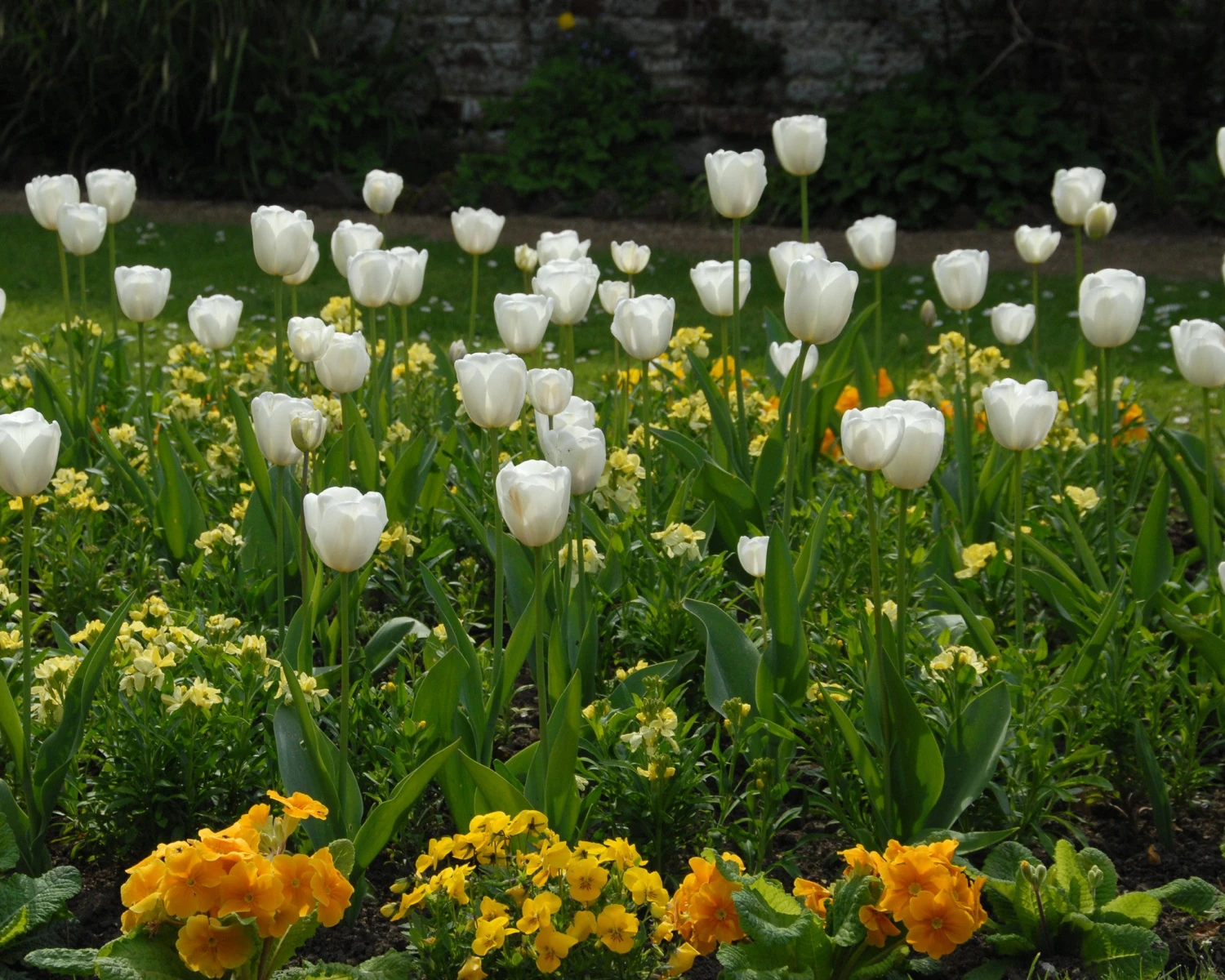 Tulip 'White Dream' - Image 5