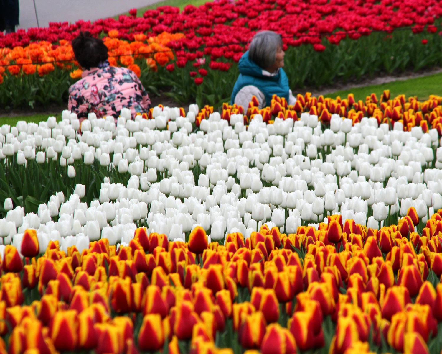 Tulip 'White Dream' - Image 6