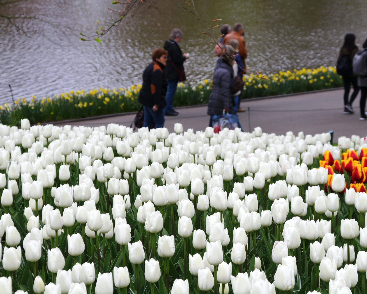 Tulip 'White Dream' - Image 3