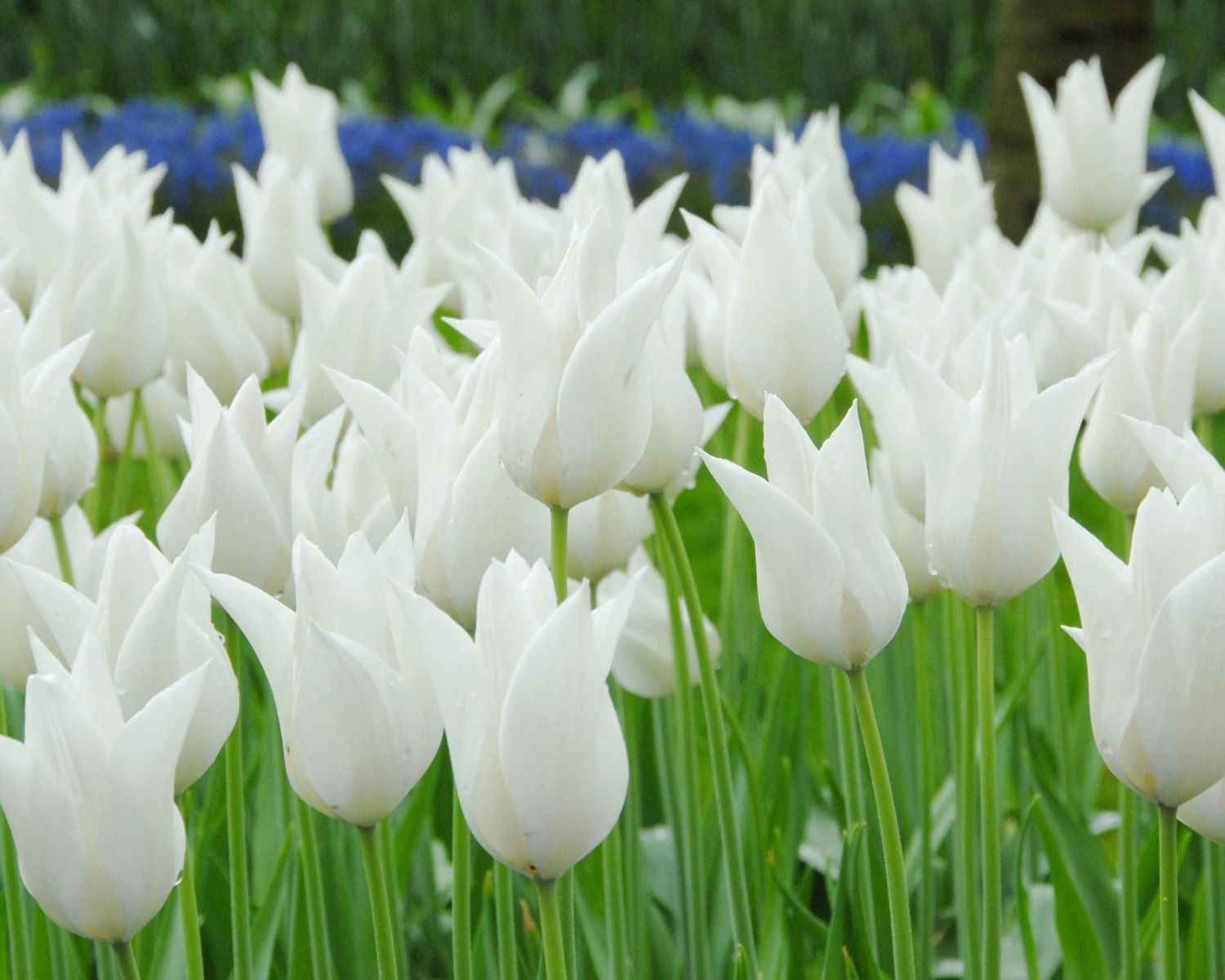 Tulip 'White Elegance' - Image 4