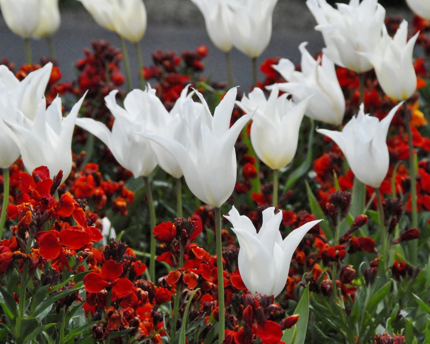 Tulip 'White Elegance' - Image 6