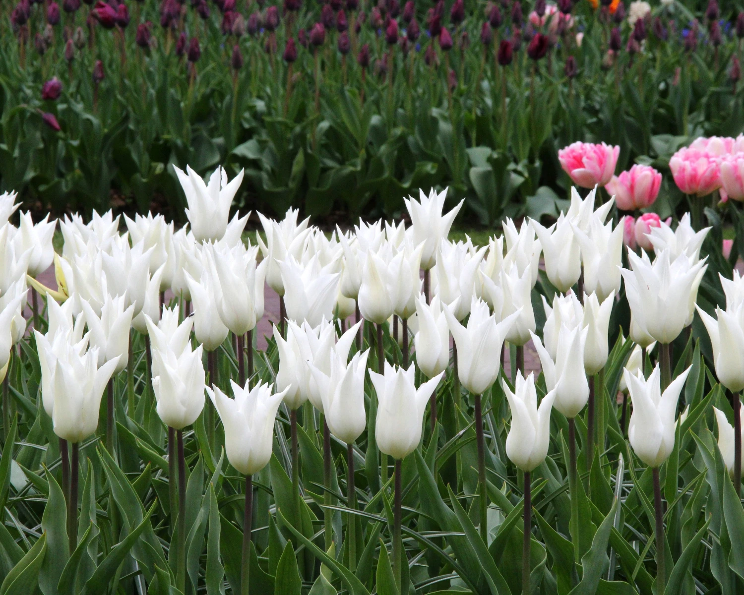 Tulip 'White Elegance' - Image 2
