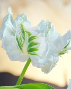 Tulip 'White Parrot'