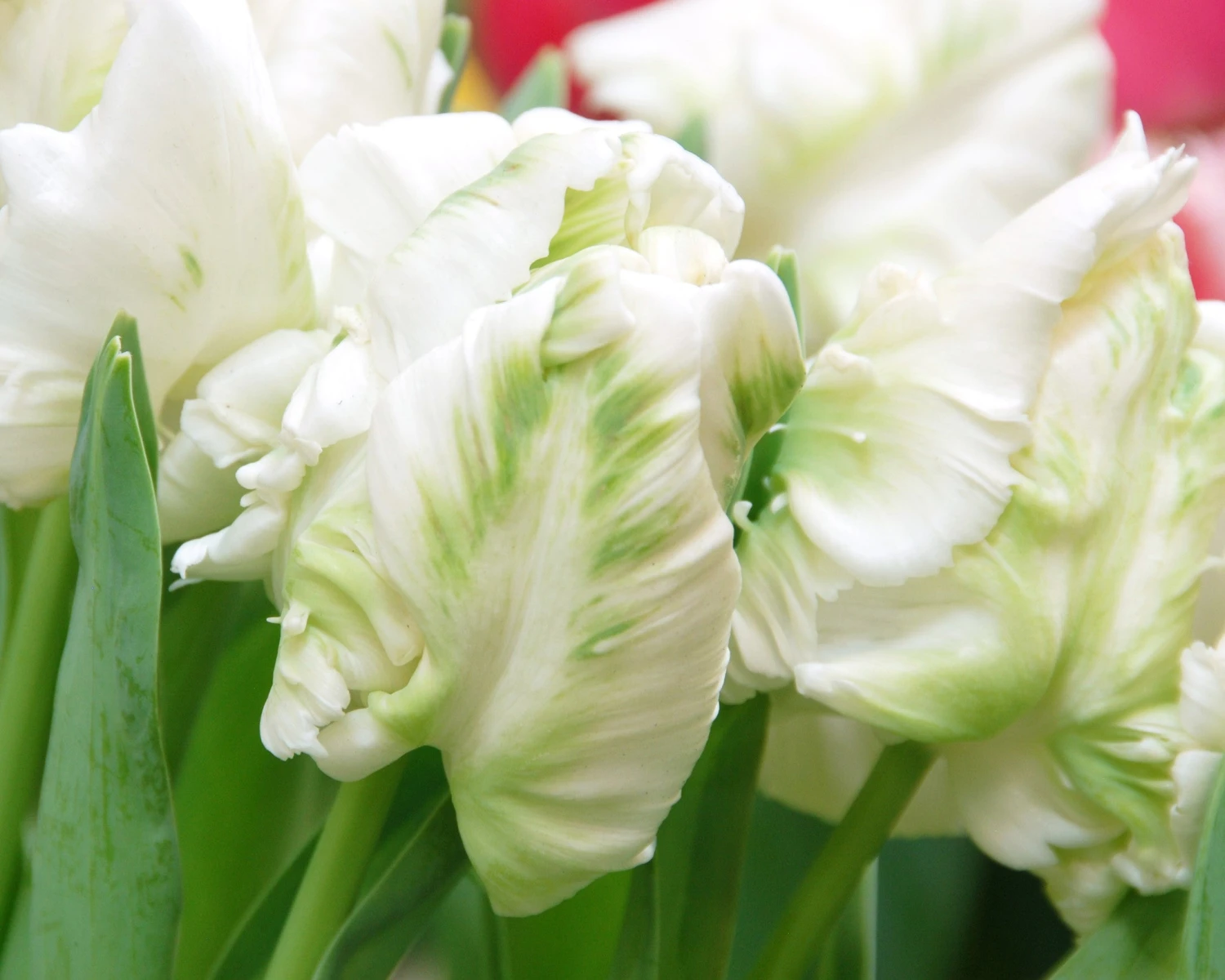 Tulip 'White Parrot' - Image 2