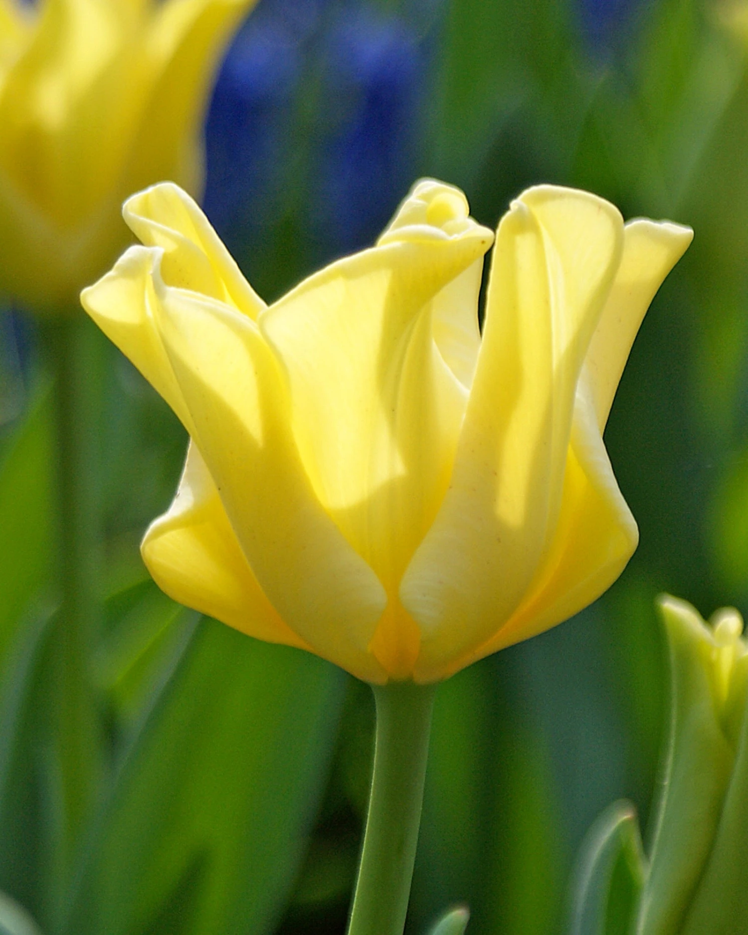 Tulip 'Yellow Crown' - Image 2
