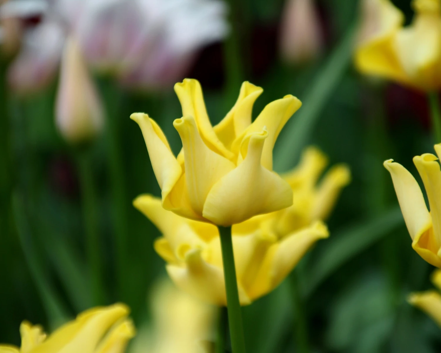 Tulip 'Yellow Crown' - Image 8