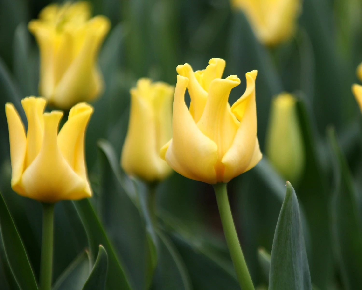 Tulip 'Yellow Crown' - Image 5