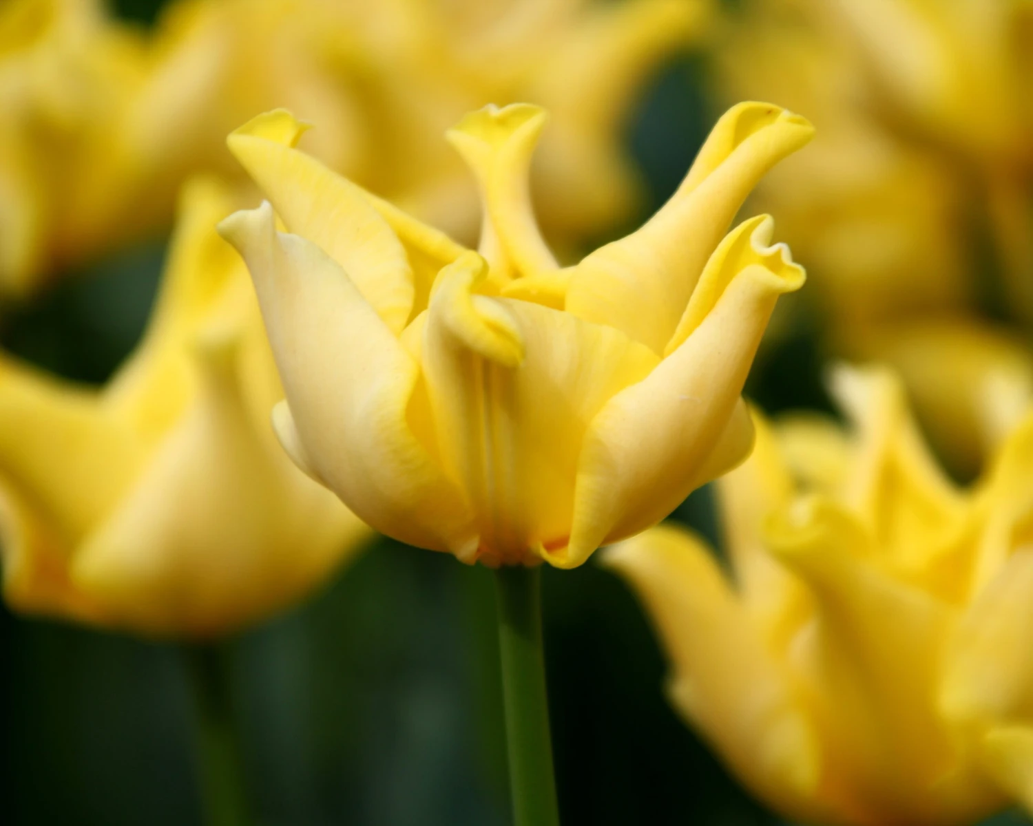 Tulip 'Yellow Crown' - Image 3