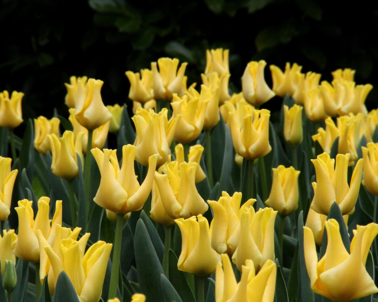 Tulip 'Yellow Crown' - Image 4