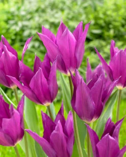 Tulip 'Yume No Murasaki'