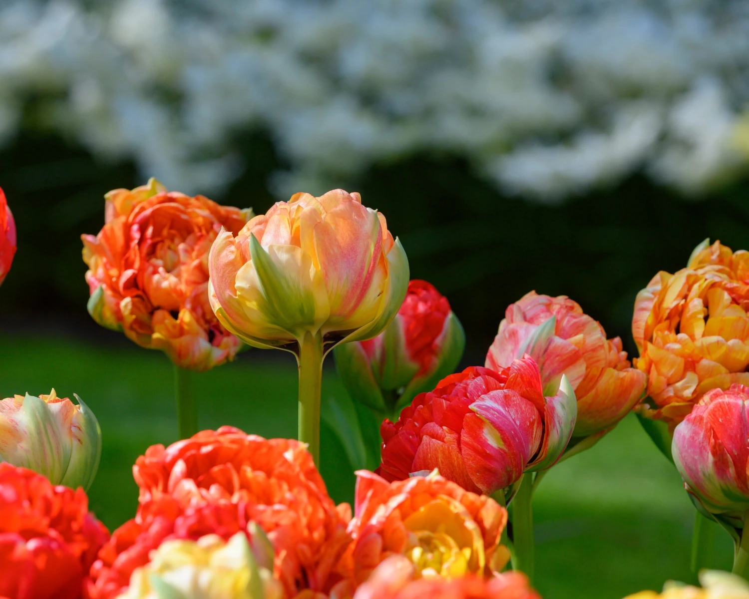 Tulip 'Gudoshnik Double' - Image 3