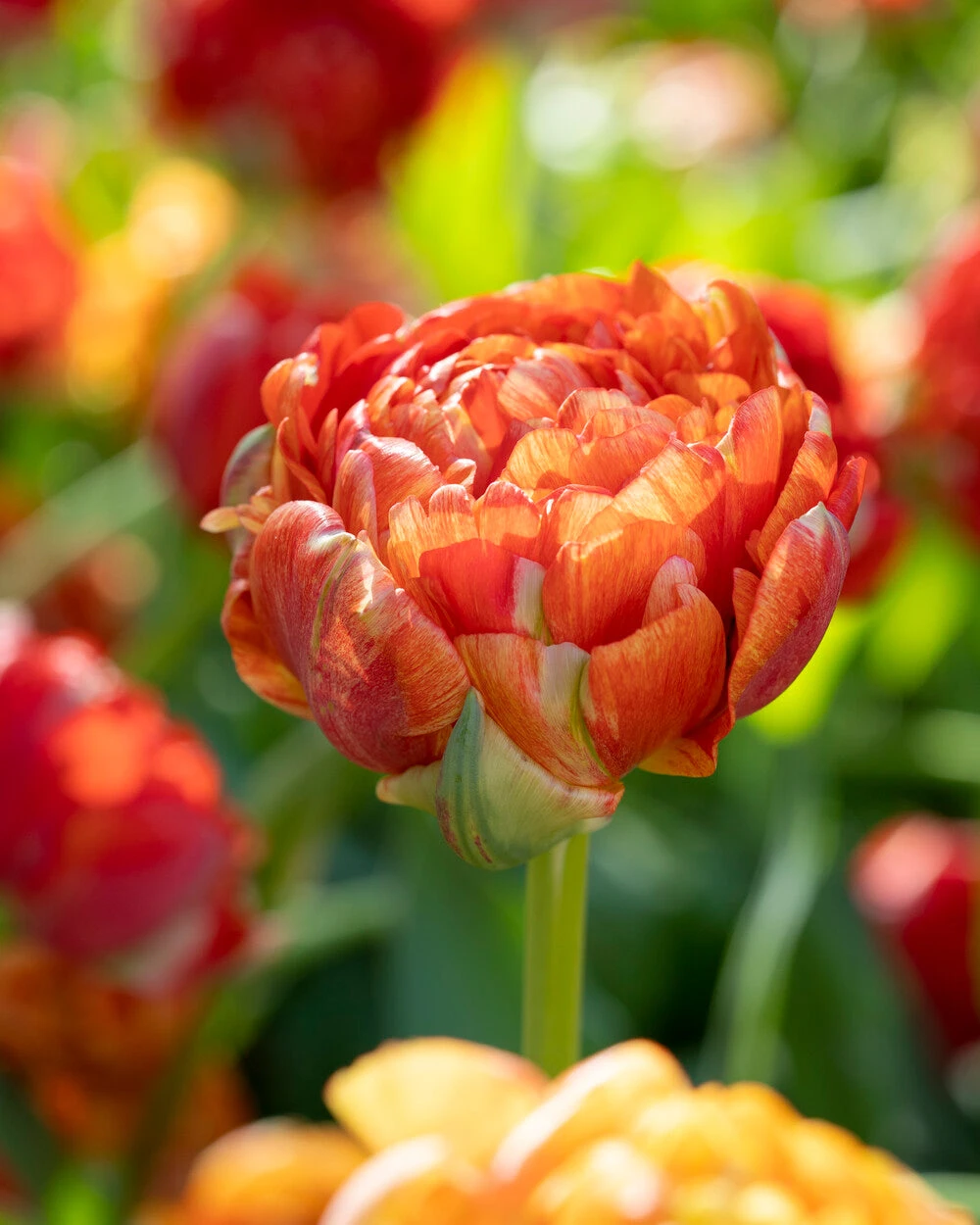 Tulip 'Gudoshnik Double' - Image 7