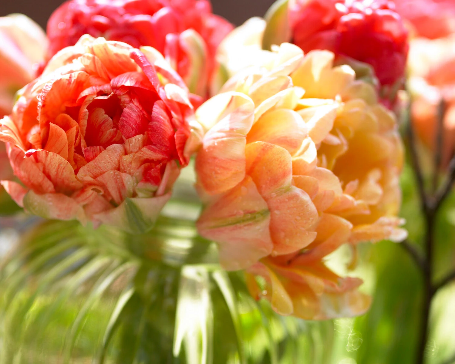 Tulip 'Gudoshnik Double' - Image 6