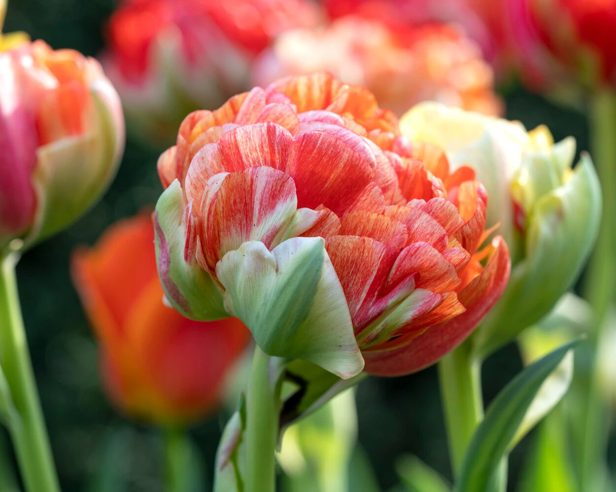 Tulip 'Gudoshnik Double' - Image 12