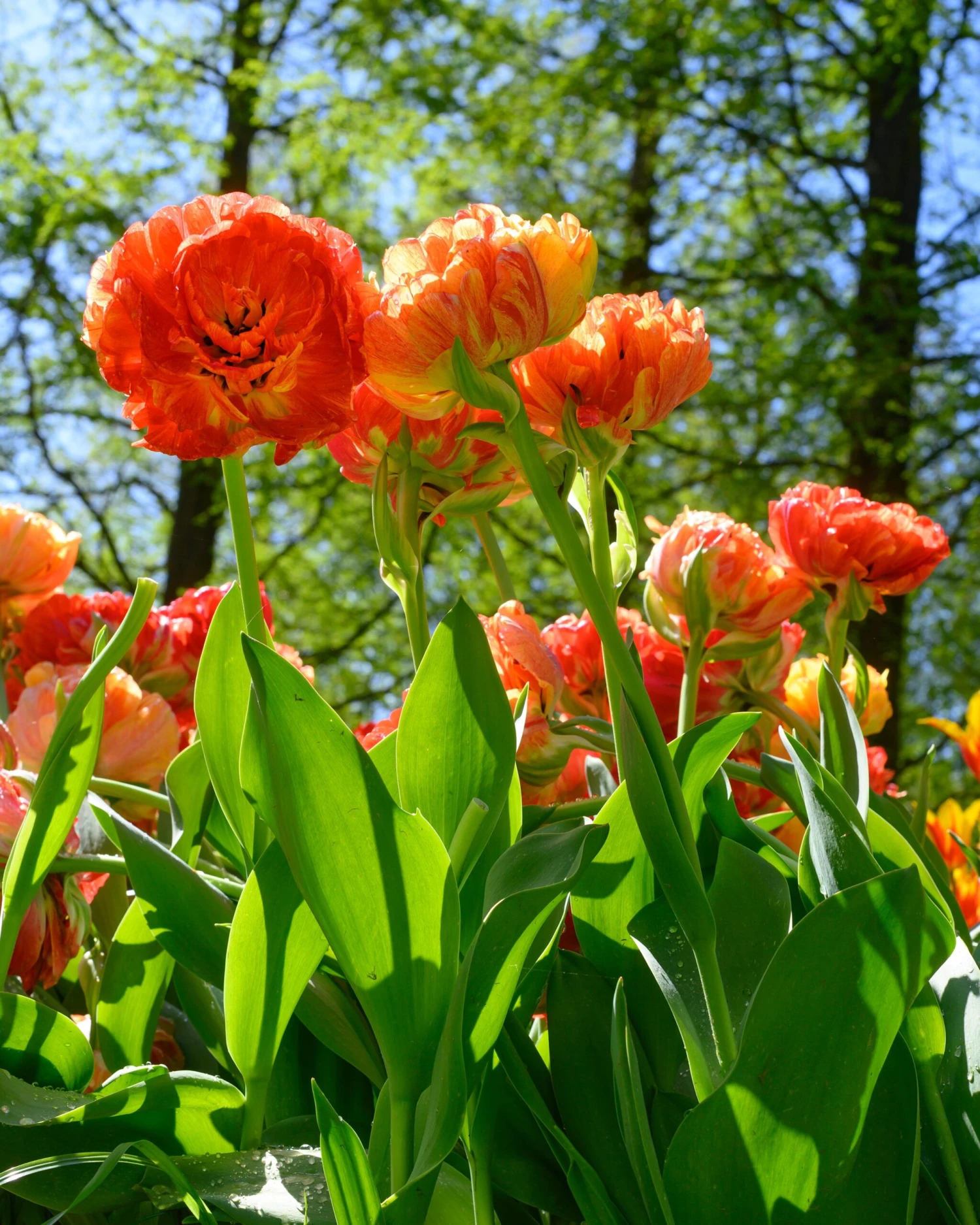 Tulip 'Gudoshnik Double' - Image 9