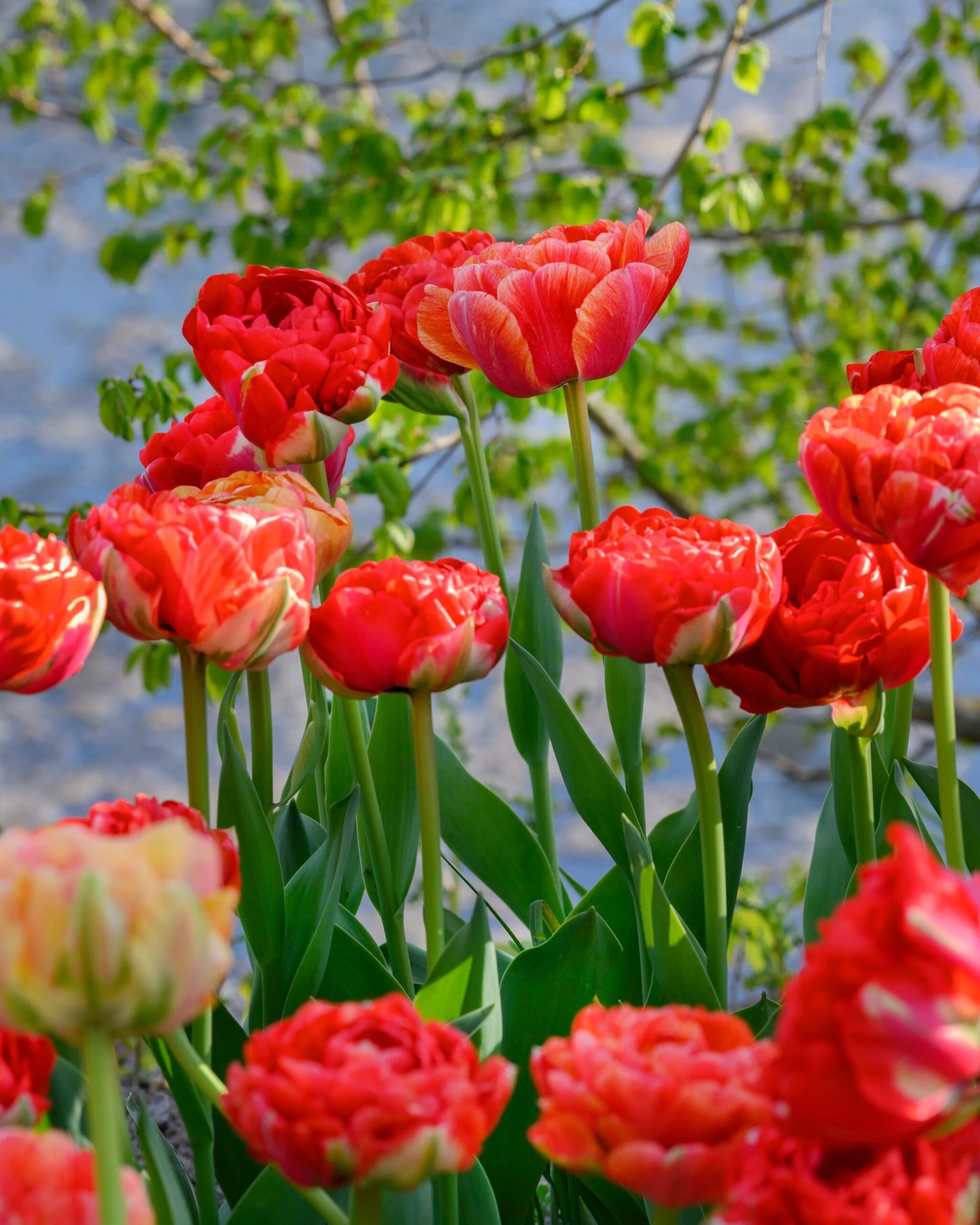 Tulip 'Gudoshnik Double' - Image 10
