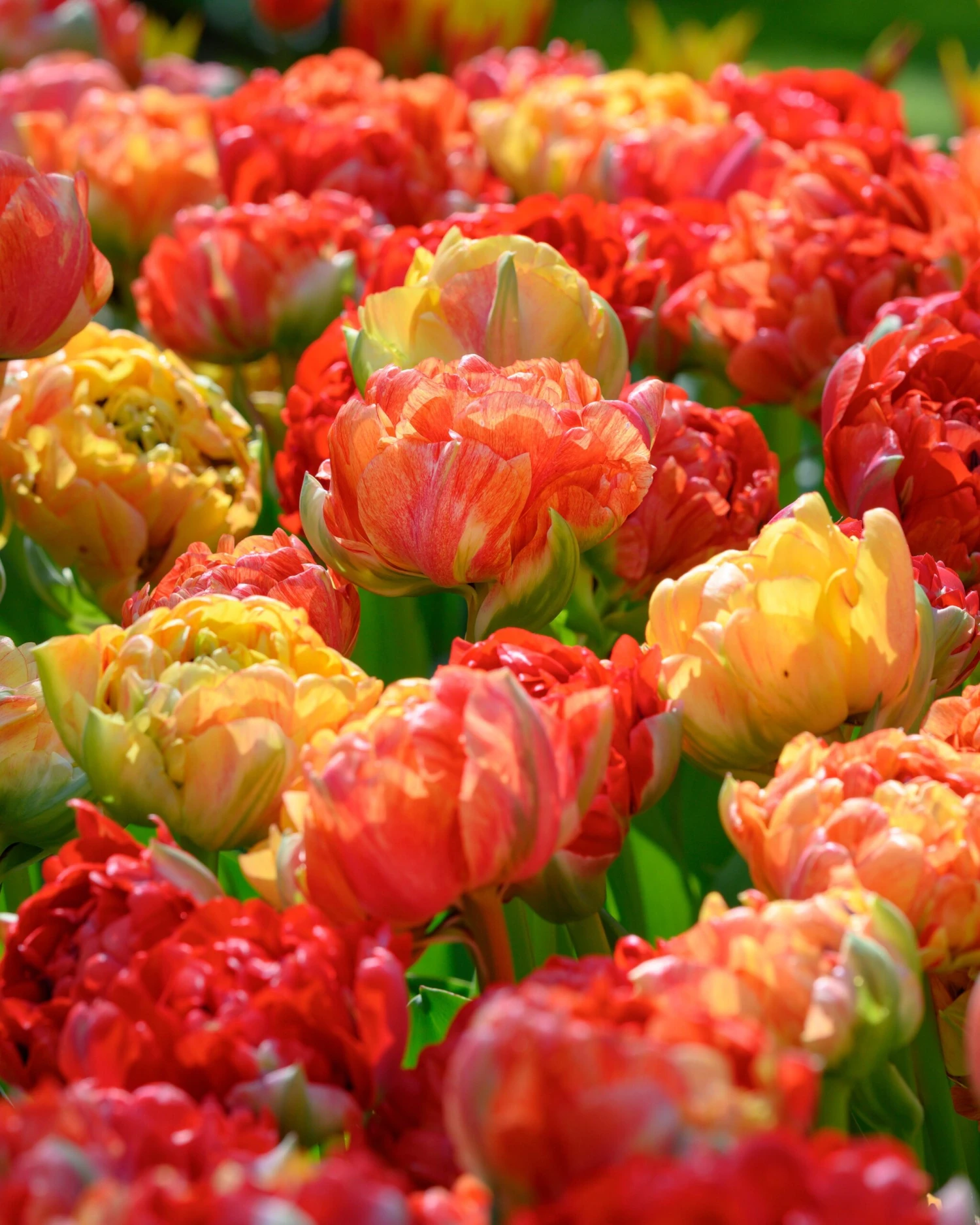 Tulip 'Gudoshnik Double' - Image 8