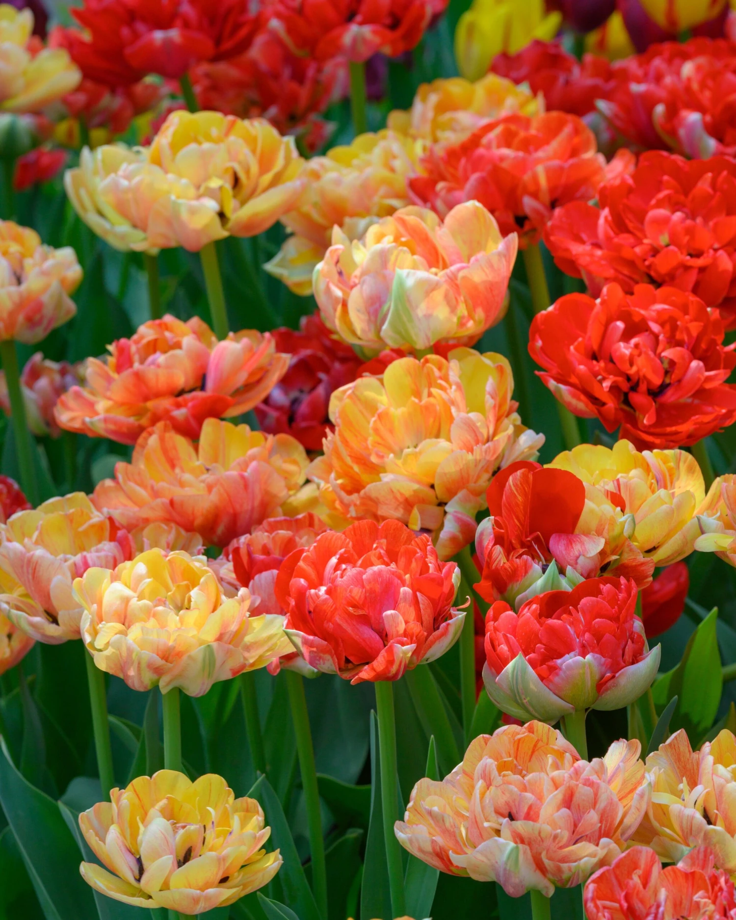 Tulip 'Gudoshnik Double' - Image 2