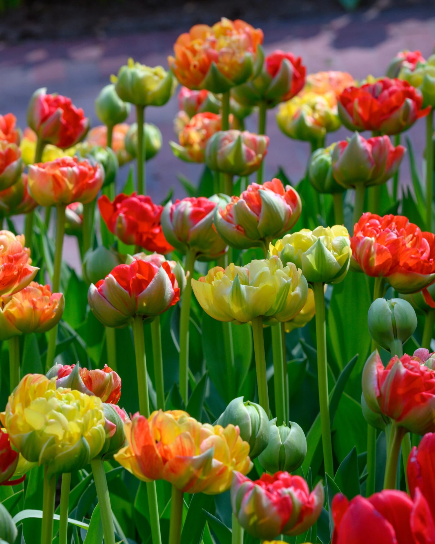 Tulip 'Gudoshnik Double' - Image 4