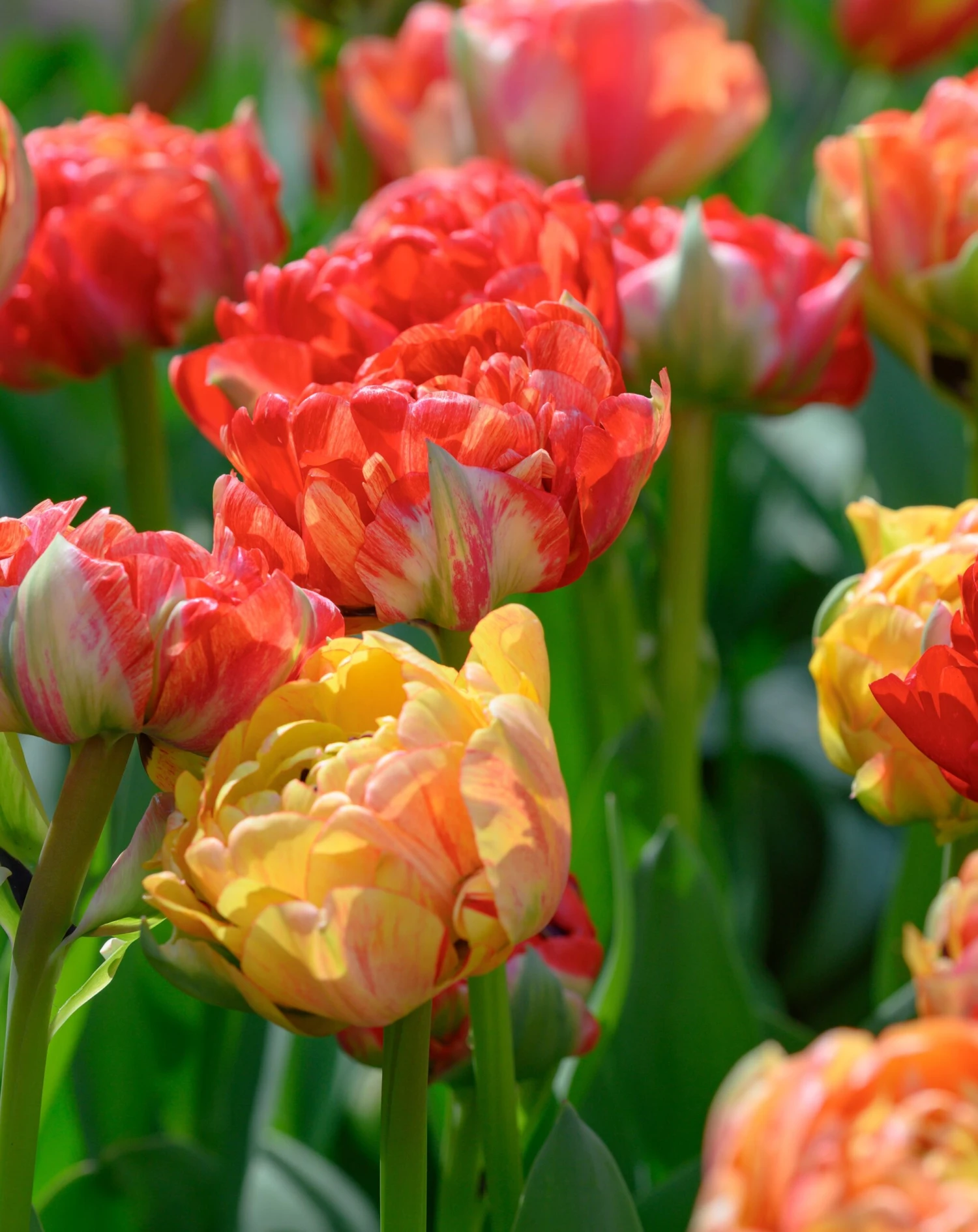 Tulip 'Gudoshnik Double' - Image 5