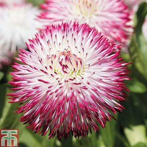 Ultimate Winter Bedding Collection - Image 3