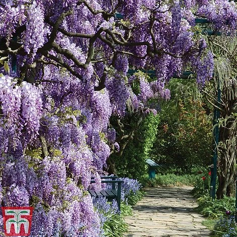 Wisteria Frutescens 'Amethyst Falls'