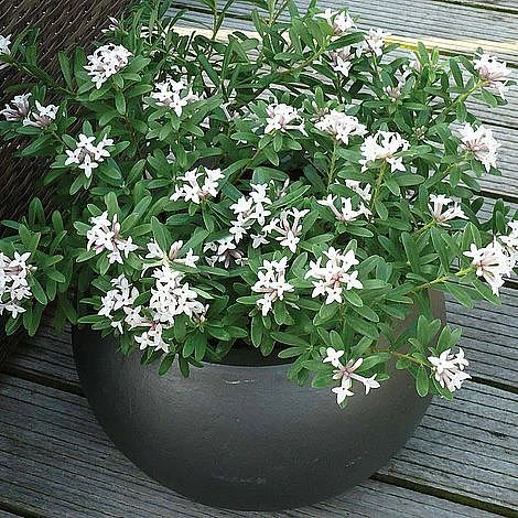 Daphne Fragrance Duo - Image 6