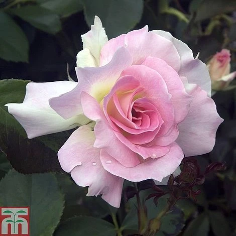 Rose 'Breeder's Choice Collection' (Hybrid Tea Rose) - Image 2