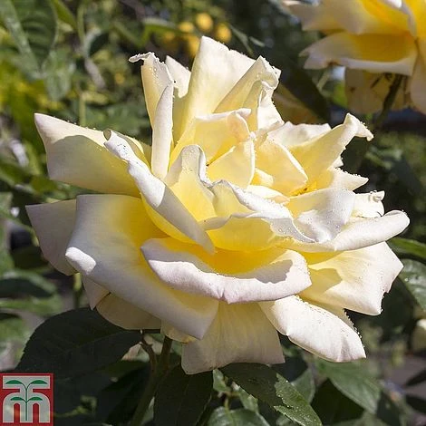 Rose 'Breeder's Choice Collection' (Hybrid Tea Rose) - Image 4
