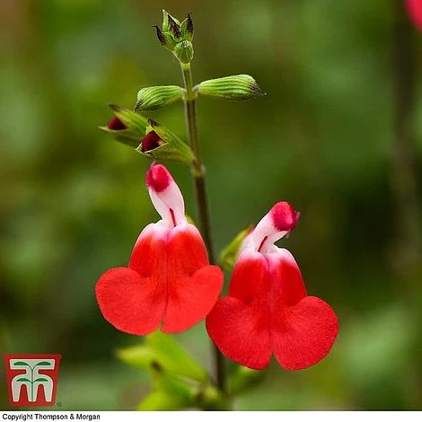 Salvia 'Hot Lips' - Image 2