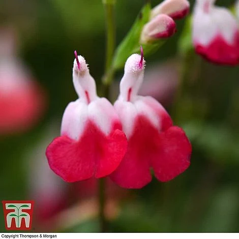 Salvia 'Hot Lips' - Image 4