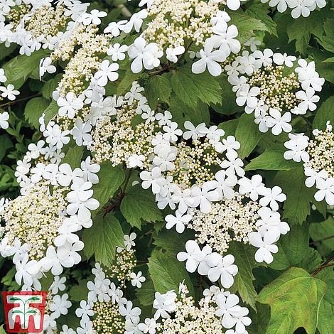 Viburnum Duo - Image 6