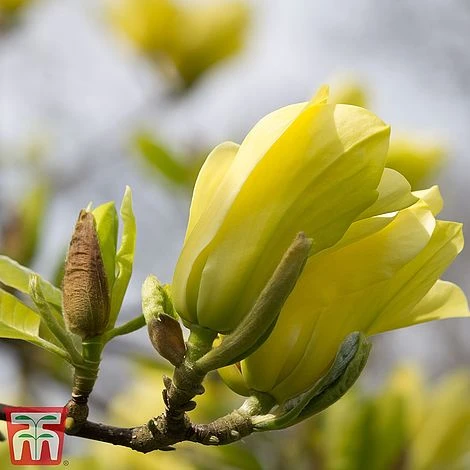 Magnolia X Brooklynensis 'Yellow Bird' - Image 3