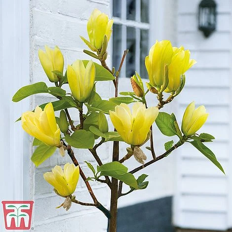 Magnolia X Brooklynensis 'Yellow Bird' - Image 2